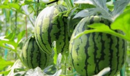 北京朝阳吃瓜群众网 吃瓜真实爆料,揭秘京城街头最新吃瓜爆料